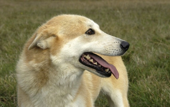 Canaan Dog
