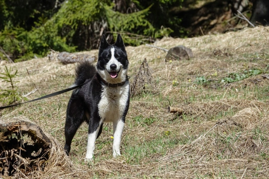 Cane da Orso della Carelia