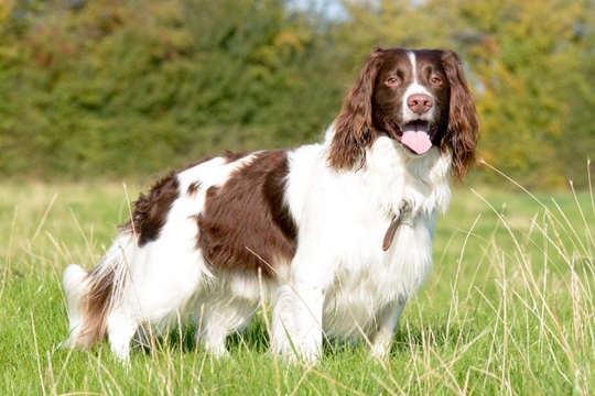 English Springer Spaniel