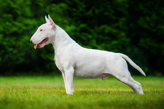 Bull terrier