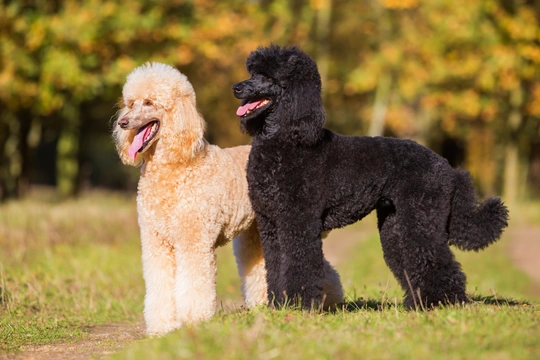 Poodle