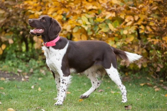 Münsterländer Pequeño
