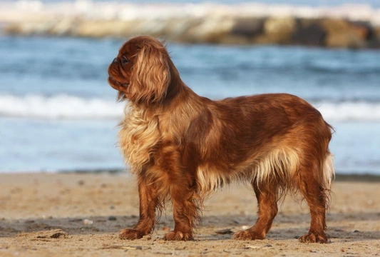 King Charles Spaniel