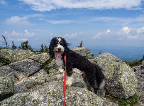 Bernedoodle