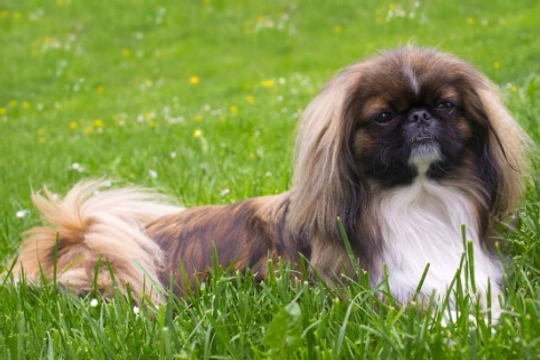Pekingese