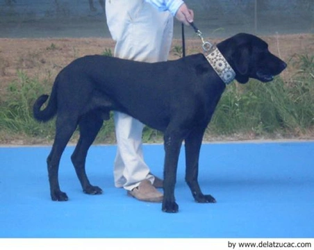 Ca de Bestiar - Perro de Pastor Mallorquín