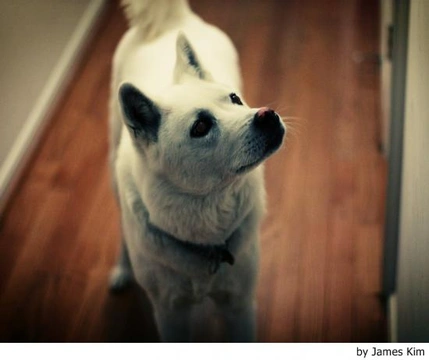 Perro Jindo Coreano