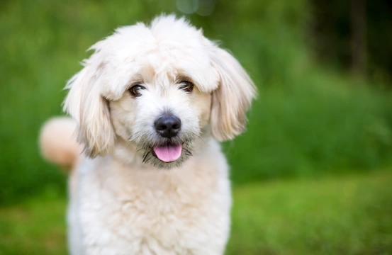 Pomapoo