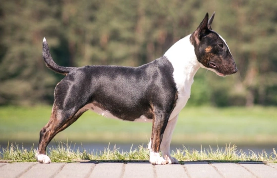 Bull Terrier Miniatura