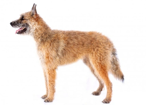 Belgian Shepherd Dog