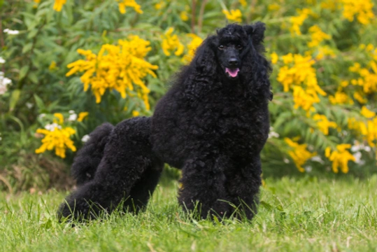 Standard Poodle