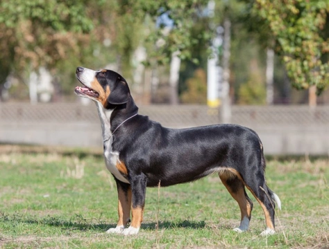 Entlebucher Mountain Dog