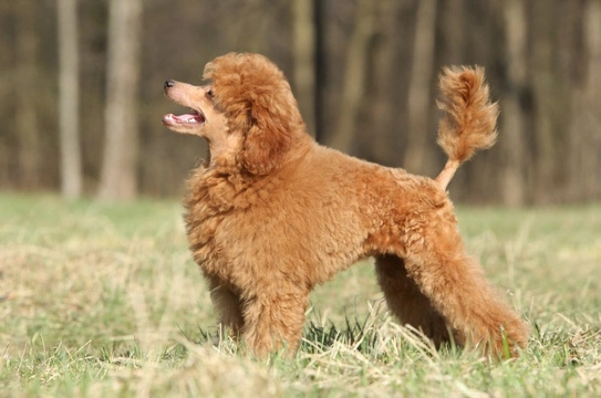 Toy Poodle
