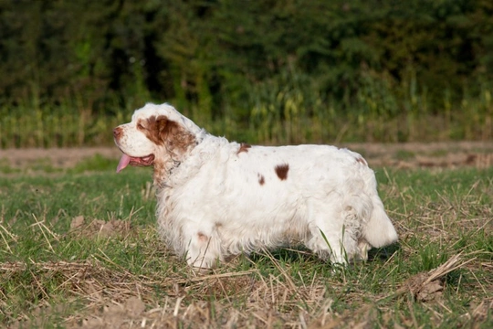 Clumber Spaniel