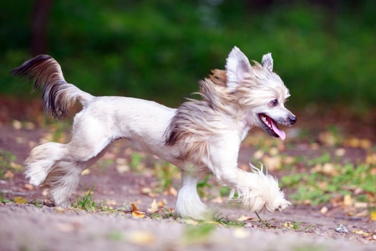Chinese Crested