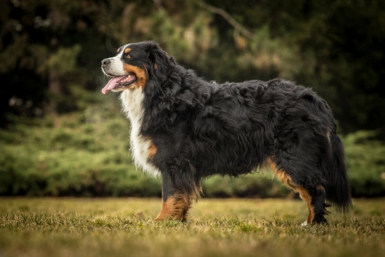 Bernese Mountain Dog