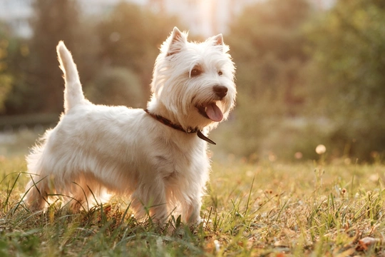 West Highland Terrier