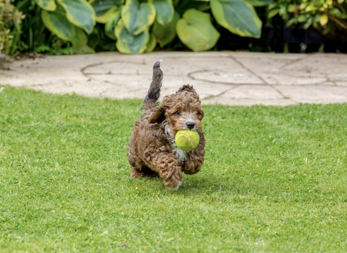 Cavapoochon