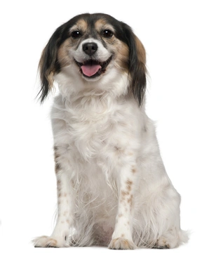 Nachtvlinderhondje