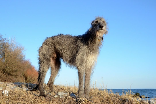 Deerhound