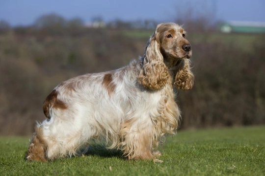 Cocker Spaniel