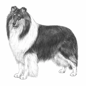 Collie