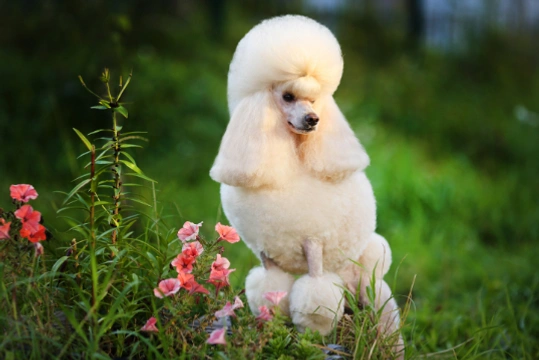 Miniature Poodle