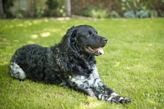 Perro de Agua Frisón