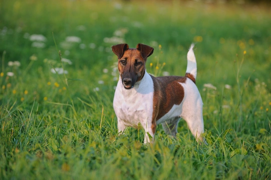 Fox Terrier de Pelo Liso