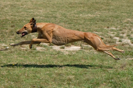 Greyhound
