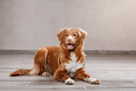 Nova Scotia Duck Tolling Retriever
