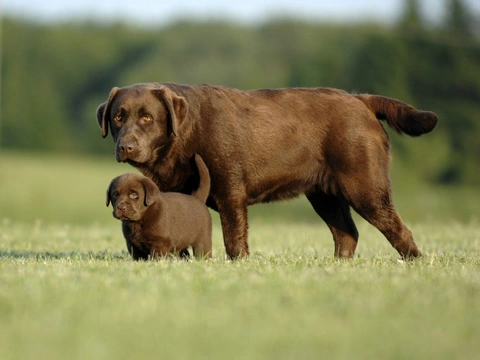 Labrador Retriever
