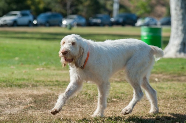Italian Spinone Dogs Breed - Information, Temperament, Size & Price | Pets4Homes