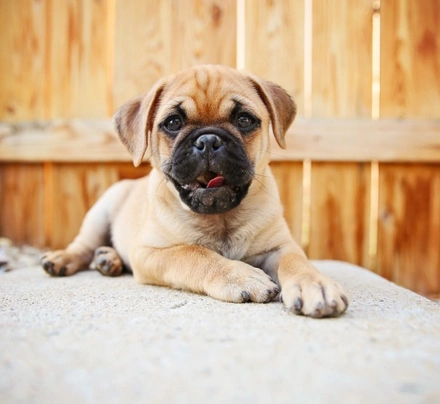 Chug Dogs Breed - Information, Temperament, Size & Price | Pets4Homes