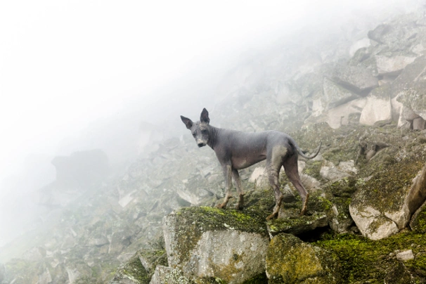 Perro Sin Pelo de Perú Dogs Raza - Características, Fotos & Precio | MundoAnimalia