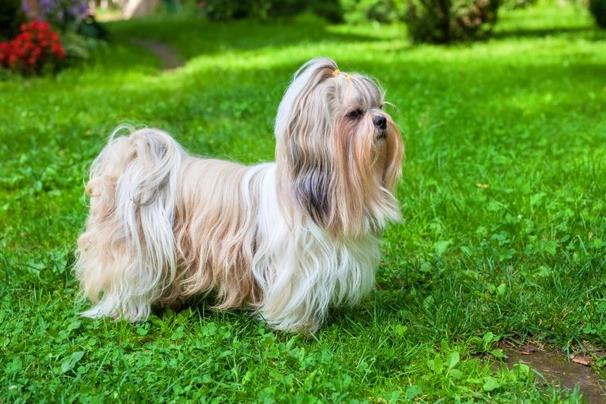 Shih Tzu Dogs Breed - Information, Temperament, Size & Price | Pets4Homes