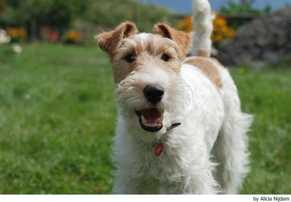 Fox Terrier de Pelo Duro Dogs Raza - Características, Fotos & Precio | MundoAnimalia