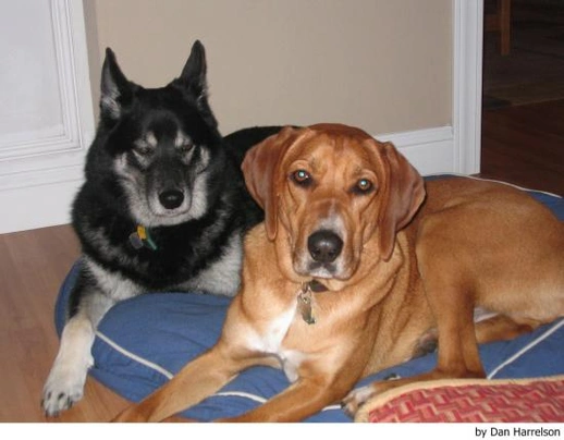 Norwegian Elkhound Dogs Breed - Information, Temperament, Size & Price | Pets4Homes