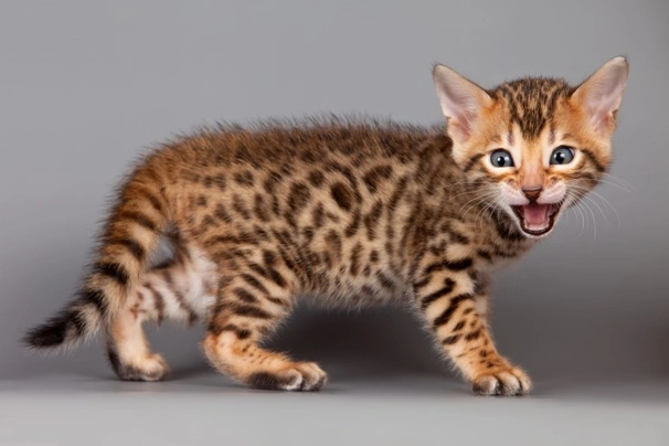 Bengal Cats Breed - Information, Temperament, Size & Price | Pets4Homes