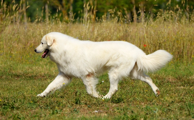 Maremma Sheepdog Dogs Breed - Information, Temperament, Size & Price | Pets4Homes