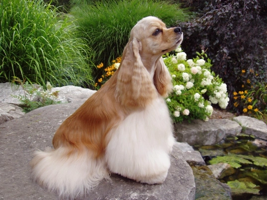 American Cocker Spaniel Dogs Breed - Information, Temperament, Size & Price | Pets4Homes