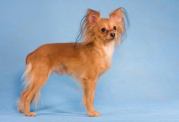 Russian Toy Terrier Dogs Breed - Information, Temperament, Size & Price | Pets4Homes