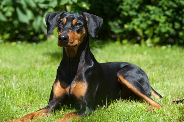 Pinscher Alemán Dogs Raza - Características, Fotos & Precio | MundoAnimalia