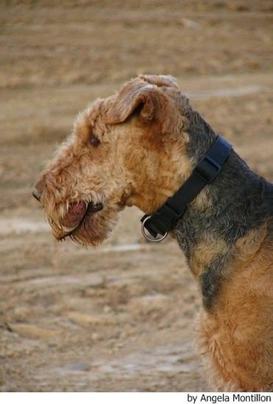 Airedale Terrier Dogs Raza - Características, Fotos & Precio | MundoAnimalia