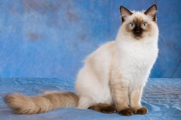 Ragdoll Cats Breed - Information, Temperament, Size & Price | Pets4Homes