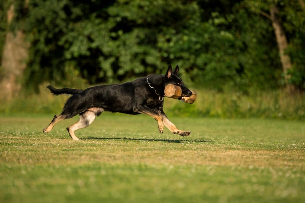 German Shepherd Dogs Breed - Information, Temperament, Size & Price | Pets4Homes