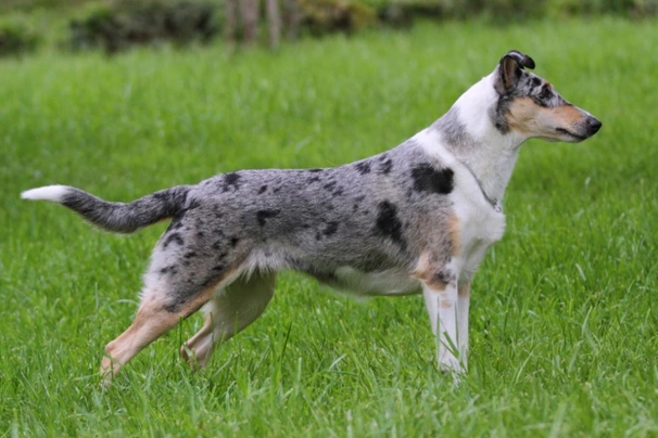 Smooth Collie Dogs Breed - Information, Temperament, Size & Price | Pets4Homes