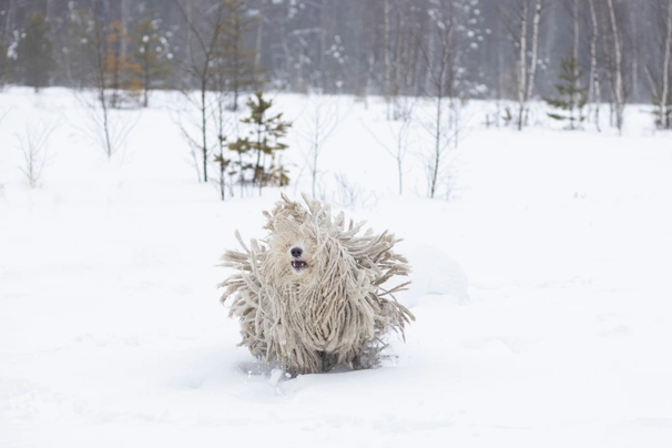 Komondor Dogs Raza - Características, Fotos & Precio | MundoAnimalia