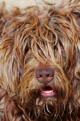 Portuguese Sheepdog Dogs Breed - Information, Temperament, Size & Price | Pets4Homes