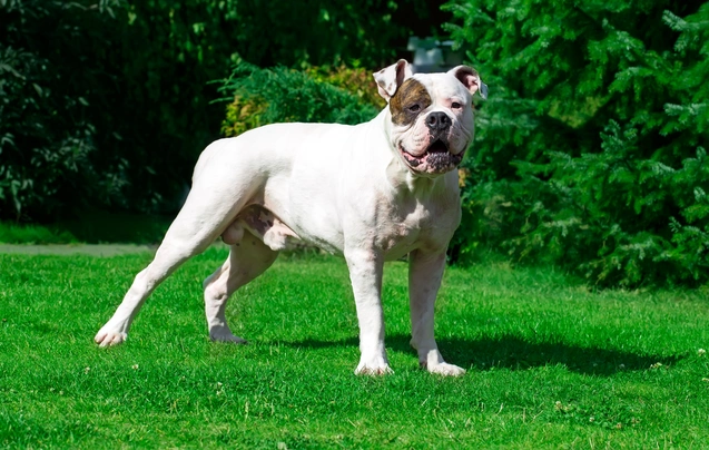 Bulldog Americano Dogs Raza - Características, Fotos & Precio | MundoAnimalia